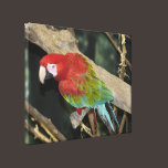 Green Winged Macaw Stretched Canvas Print canvas prints