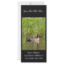 Green-winged Teal Male Rack Cards