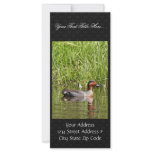 Green-winged Teal Male Rack Cards
