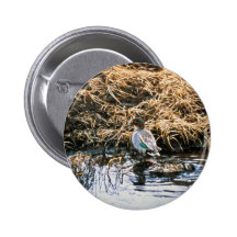 Green-winged Teal Pinback Button