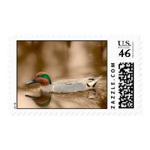 Green Winged Teal Stamps