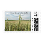 Green Young Wheat field postage