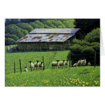 Greener Pastures Card