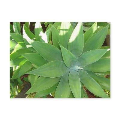 Greenery Postcard by wendyqzx