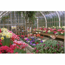 Greenhouse Effect Photo Cutouts