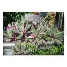 Greenhouse Flowers Eleven Greeting Card
