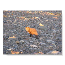 Greenland Fox posters