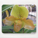 greenorangeladyslipper mousepads