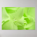 GreenRose Poster by Mimmis
