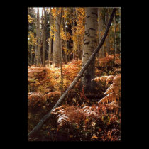 Greens Creek Hiking Path posters