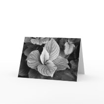 Greens in B/W Card by skphotos Greens in B/W Card