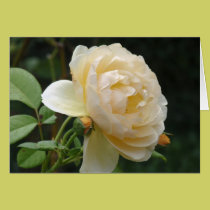 Greeting Card - Beautiful Rose cards