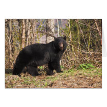 Greeting Card - Black Bear