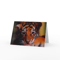 Greeting Card Blank Tiger Cub