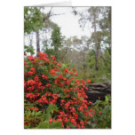 GREETING CARD - Coral creeper cards