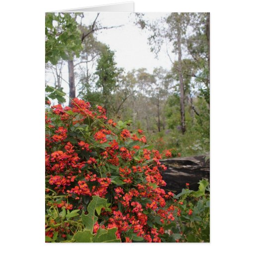 GREETING CARD - Coral creeper