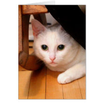 Greeting Card - Cozy White Kitten