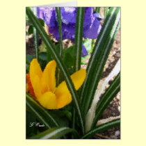Greeting Card-Crocus and Pansies cards
