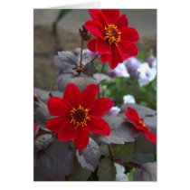 Greeting Card  Dahlia