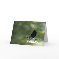 Greeting card : damselfly on a stig by viaterra_photos Greeting card : damselfly on a stig