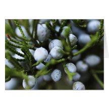 Greeting Card for Holidays - Juniper Berries