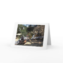 Greeting Card: Geraniums Blooming in Fallen Oak