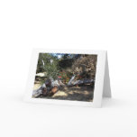 Greeting Card: Geraniums Blooming in Fallen Oak