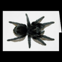 Greeting Card - Grammostola pulchra cards