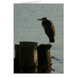 Greeting Card:  Great Blue Heron