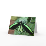 Greeting Card: Green Butterfly