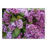 GREETING CARD Lilacs in bloom