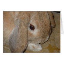 Greeting Card - Lop Eared Dwarf Rabbit
