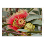GREETING CARD - Native Australian Eucalyptus cards