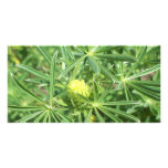 Greeting Card - Nature photo cards