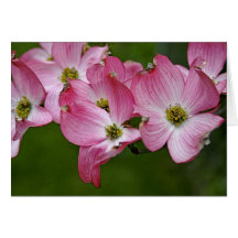 Greeting Card:  Pink Dogwood