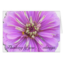 Greeting Card - Thinking of You - Lilac Zinnia
