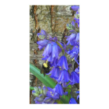 greeting card with bee on bluebells, blank inside photo cards