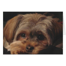 Greeting Card with Shorkie Pup on Front