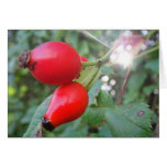 Greeting map rosehips with sunbeam, in blank cards