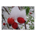 Greeting map three rosehips with snow, in blank card