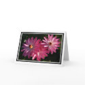 GreetingCard-Pink water lilies