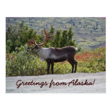 Greetings from Alaska! Post Cards