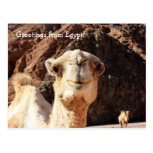 Greetings from an Egyptian Camel Postcard