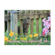Greetings From Betterton, MD Cat Photography Post Card
