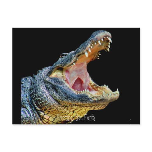 Greetings from Florida postcard