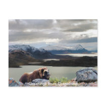 Greetings from Greenland 13 postcards