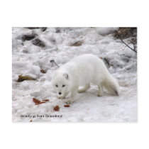 Greetings from Greenland 18 postcards