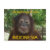 indonesia, adventure, wildlife, orangutans,