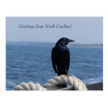 Greetings from North Carolina (Black Bird) Postcar Postcards