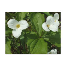 Greetings from Ontario-white trillium postcards